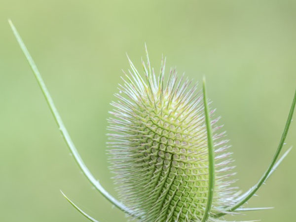 暗黑2知识如何获取头盔符文之语