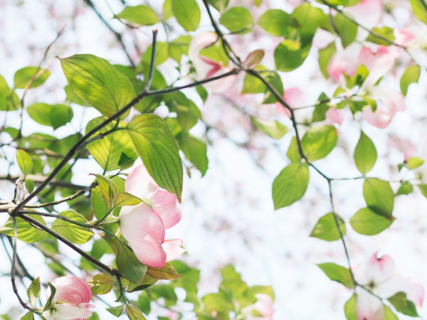 城堡争霸里的所有传奇英雄，城堡争霸中传奇英雄怎么得到