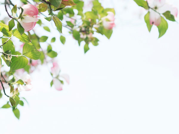 梦幻西游新召唤兽，梦幻西游新召唤兽2022