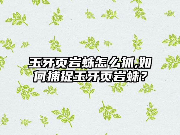 玉牙页岩蛛怎么抓,如何捕捉玉牙页岩蛛？