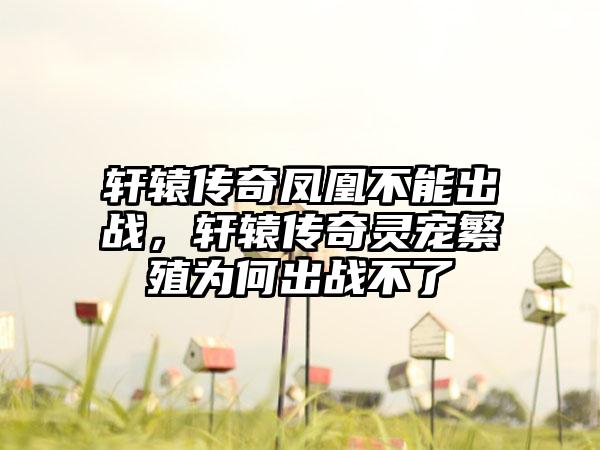 轩辕传奇凤凰不能出战，轩辕传奇灵宠繁殖为何出战不了